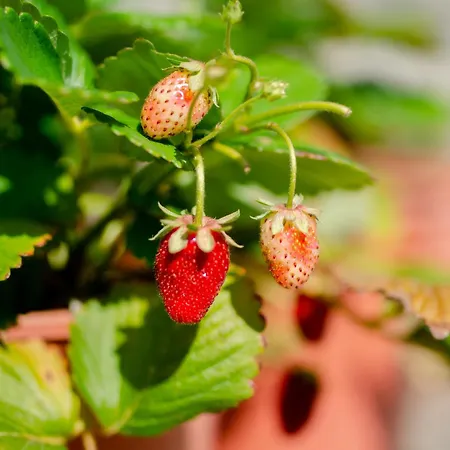 Casa Do Compasso Apartamento Farminhao