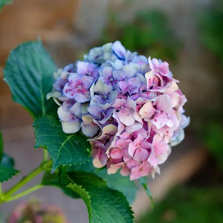 Casa Do Compasso Apartamento Farminhao